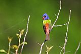 Painted Bunting